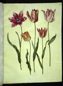 Tulipa gesneriana (lale var) by Hans Simon Holtzbecker