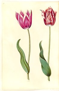 Tulipa gesneriana (lale var) by Hans Simon Holtzbecker