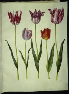 Tulipa gesneriana (sahip-tulipan) by Hans Simon Holtzbecker
