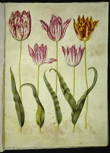 Tulipa gesneriana (sahip-tulipan) by Hans Simon Holtzbecker