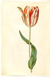 Tulipa gesneriana (sahip-tulipan)