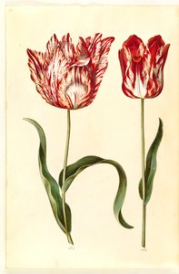 Tulipa gesneriana (sahip-tulipan)