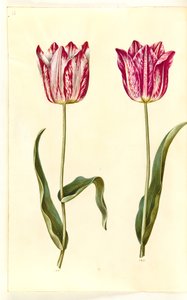 Tulipa gesneriana (sahip-tulipan) by Hans Simon Holtzbecker