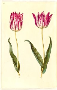 Tulipa gesneriana (sahip-tulipan) by Hans Simon Holtzbecker
