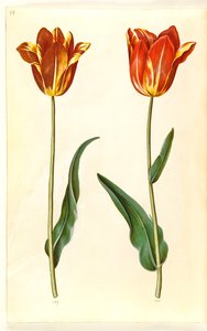 Tulipa gesneriana (sahip-tulipan) by Hans Simon Holtzbecker