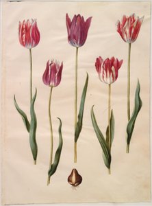 Tulipa gesneriana (sahip-tulipan) by Hans Simon Holtzbecker