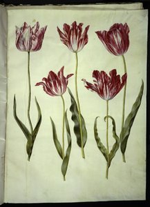 Tulipa gesneriana (lale var) by Hans Simon Holtzbecker