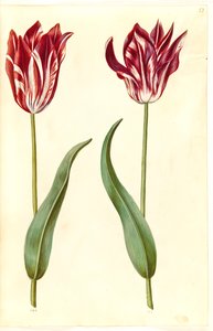 Tulipa gesneriana (lale var) by Hans Simon Holtzbecker