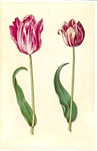 Tulipa gesneriana (lale var) by Hans Simon Holtzbecker