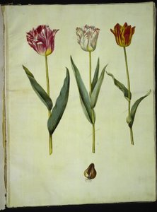 Tulipa gesneriana (lale var) by Hans Simon Holtzbecker