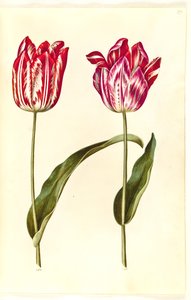 Tulipa gesneriana (lale var) by Hans Simon Holtzbecker