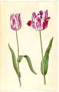 Tulipa gesneriana (lale var) by Hans Simon Holtzbecker