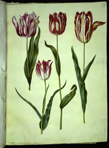 Tulipa gesneriana (lale var) by Hans Simon Holtzbecker