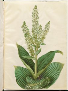 Veratrum albümü (beyaz broşür) by Hans Simon Holtzbecker