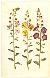 Verbascum blattaria (sınıf kral listesi); Verbascum phoeniceum (mor koni) by Hans Simon Holtzbecker
