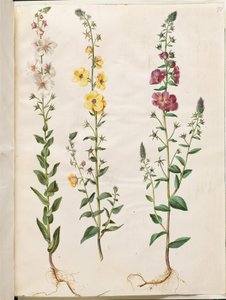 Verbascum blattaria (sınıf kral listesi); Verbascum phoeniceum (mor koni) by Hans Simon Holtzbecker