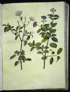 Viburnum tinus (vinter-snebolle) by Hans Simon Holtzbecker