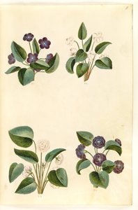 Viola odorata (mart-viol) by Hans Simon Holtzbecker