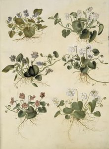 Viola odorata (mart-viol) by Hans Simon Holtzbecker