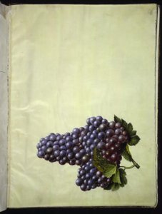 Vitis vinifera (sıradan şarap) by Hans Simon Holtzbecker