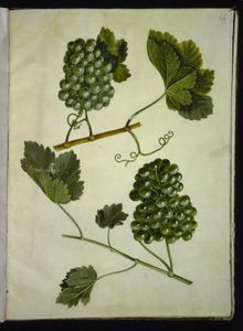 Vitis vinifera (sıradan şarap) by Hans Simon Holtzbecker