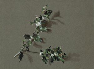 Ilex aquifolium L. Common Holly, c1870-1920. by Harold Drinkwater