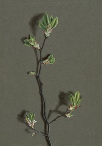 Ulmus glabra Huds Wych Elm, c1870-1920. by Harold Drinkwater