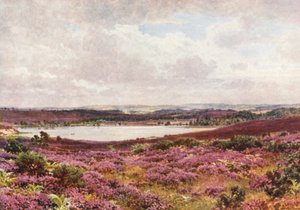 Büyük Gölet, Frensham (renkli taşbaskı) by Harold Sutton Palmer