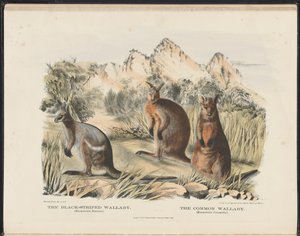 Avustralya Memelileri (Krefft) Nla.obj-33627803-13 Siyah Çizgili Wallaby ve Common Wallaby by Harriet Morgan