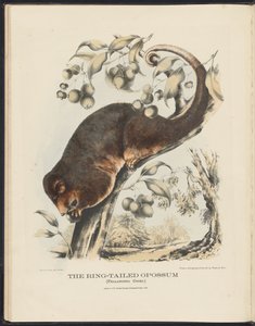 Avustralya Memelileri (Krefft) Nla.obj-33627803-8 Halka Kuyruklu Opossum by Harriet Morgan
