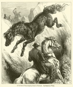 Takipçilerinden kaçan bir Dartmoor Midillisi by Harrison William Weir