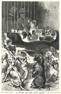 Köpek Evinde Bir Sahne by Harrison William Weir