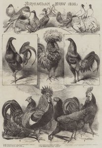 Birmingham Gösterisi 1858
