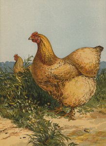 Buff Cochin Hen (kromolitho) by Harrison William Weir