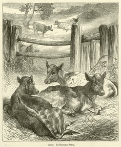 buzağılar by Harrison William Weir