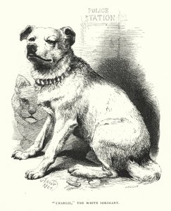 "Charlie," beyaz çavuş (gravür) by Harrison William Weir