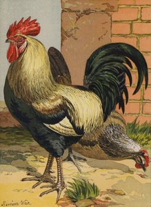 Renkli Dorkingler (chromolitho) by Harrison William Weir