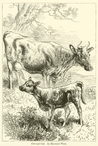 inek ve buzağı by Harrison William Weir