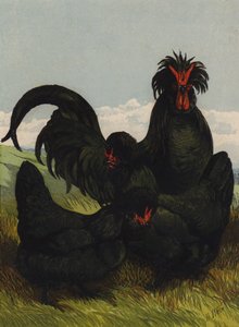 Creve Coeur (kromolitho) by Harrison William Weir