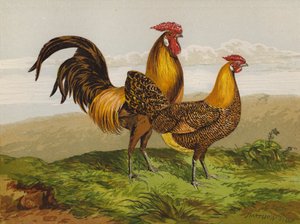 Altın Kalemli Hamburger (chromolitho) by Harrison William Weir