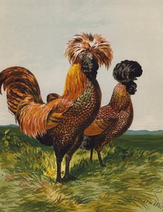 Altın Püsküllü Lehçe (chromolitho) by Harrison William Weir
