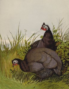 Beç Tavuğu (chromolitho) by Harrison William Weir