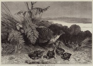Tavuk Sülün ve Genç by Harrison William Weir