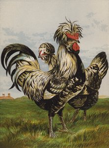 Houdans (kromolitho) by Harrison William Weir