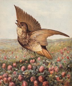  by Harrison William Weir