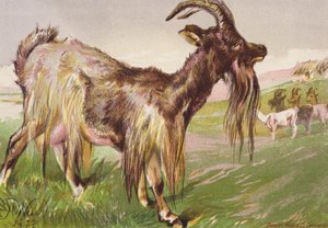  by Harrison William Weir