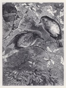 Uçmayı Öğrenmek (gravür) by Harrison William Weir