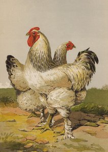 Hafif Brahmalar (kromolitho) by Harrison William Weir