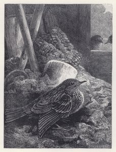 Küçük Robin Güvenli Bir Yerde (gravür) by Harrison William Weir
