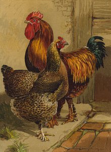 Keklik Cochins (chromolitho) by Harrison William Weir